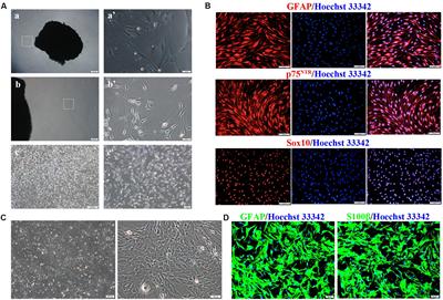 MicroRNA-124 Overexpression in Schwann Cells Promotes Schwann Cell-Astrocyte Integration and Inhibits Glial Scar Formation Ability